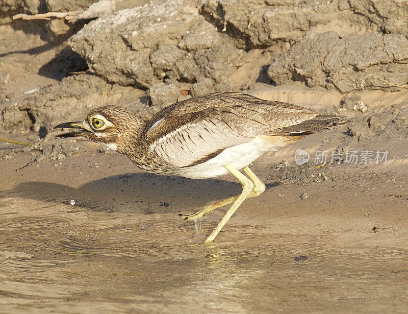 水Thick-Knee