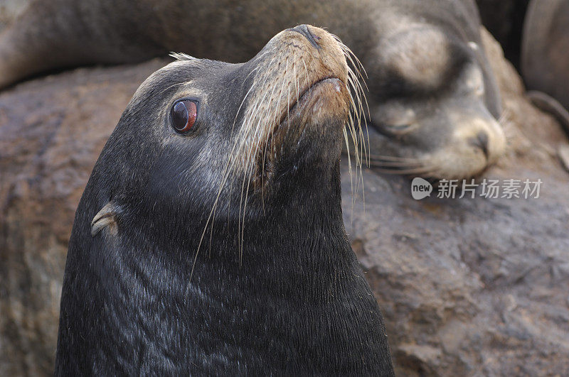 野生海狮特写