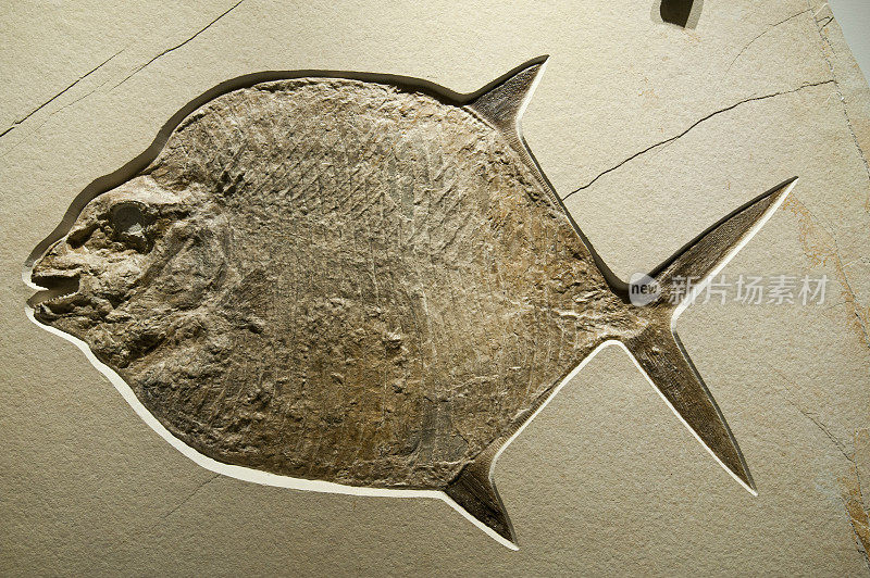 古代鱼化石