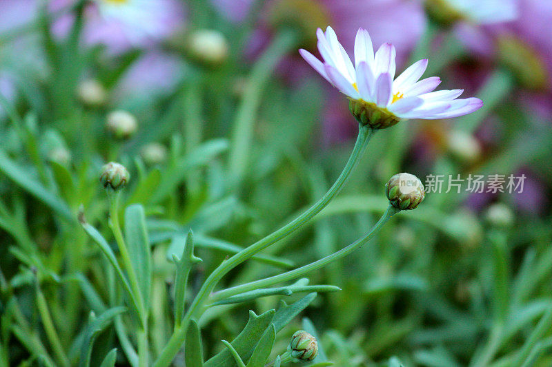 一个白色骨草花的特写图像