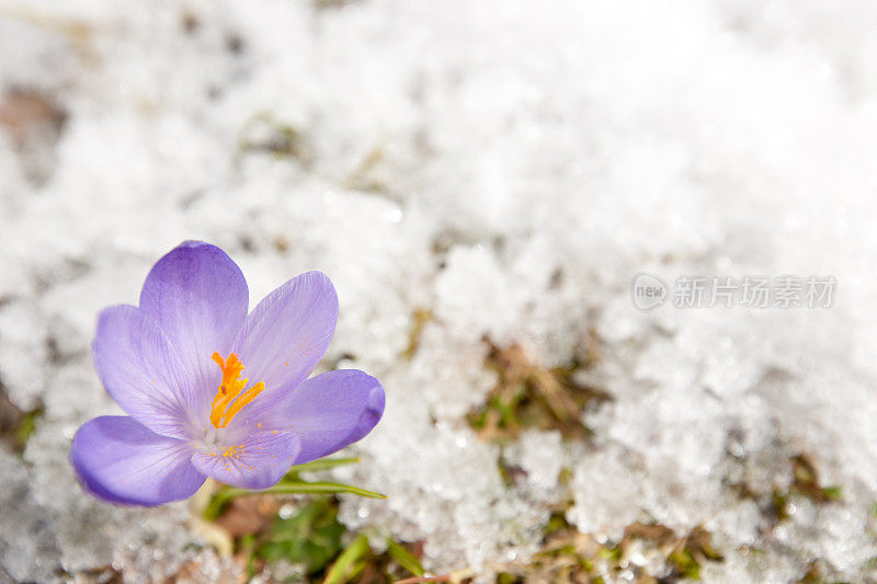 单早春紫紫番红花在雪