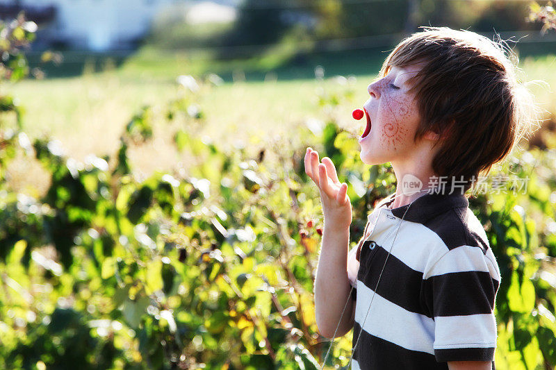 可爱的小男孩吃新鲜采摘的有机树莓