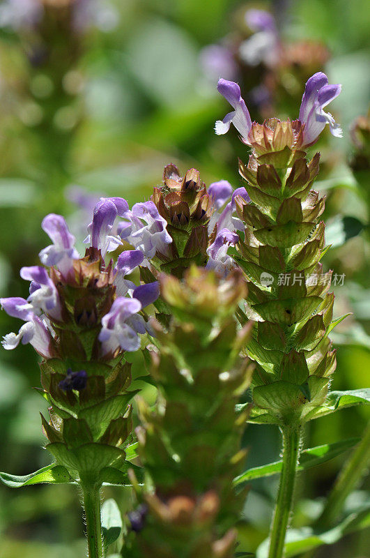 草药:普通自愈，治愈一切(夏枯草)