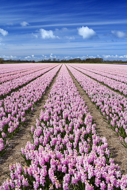 在荷兰一个晴朗的日子里，田野里有风信子
