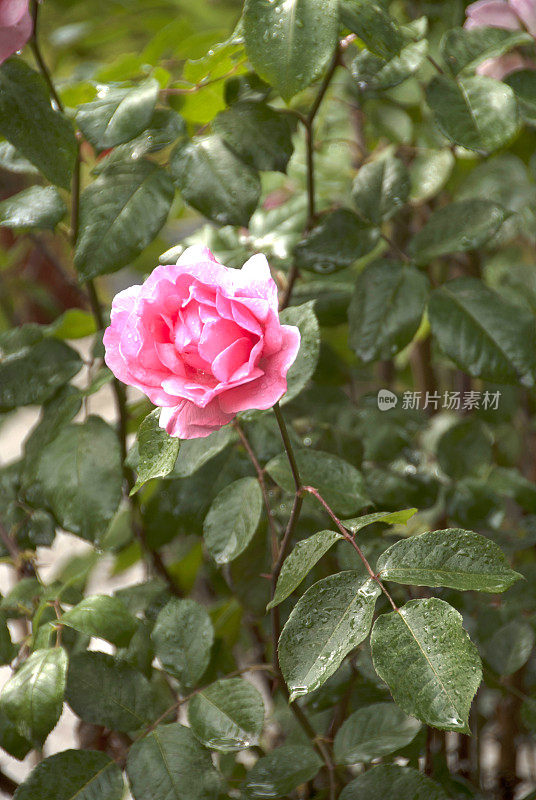 粉红色的玫瑰和雨滴
