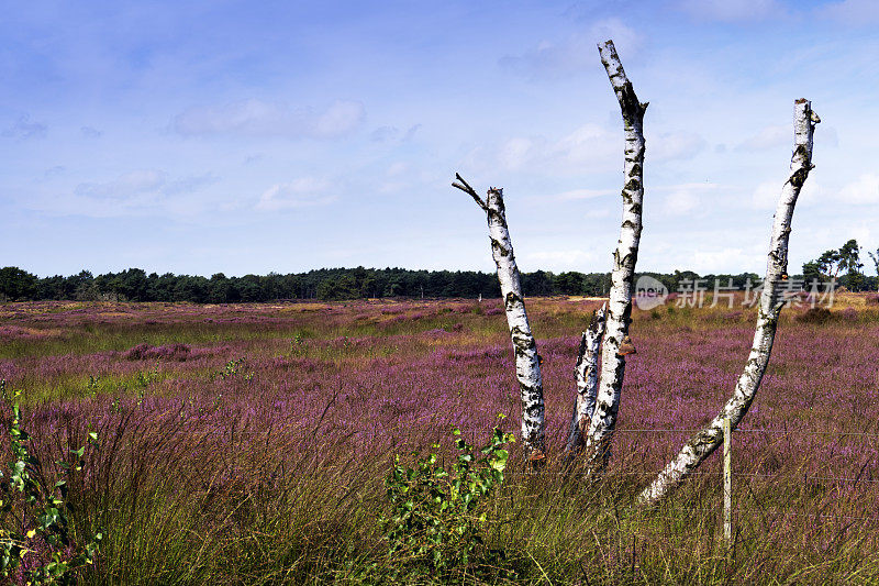 风景与盛开的石南，桦树树干，卡尔姆图斯海德，比利时