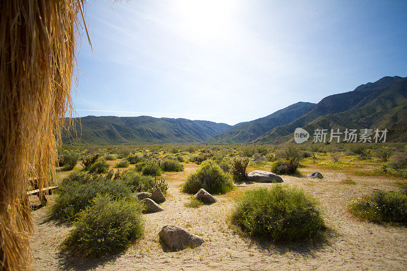 Anza-Borrego州立公园:游客中心的棕榈树和野餐桌