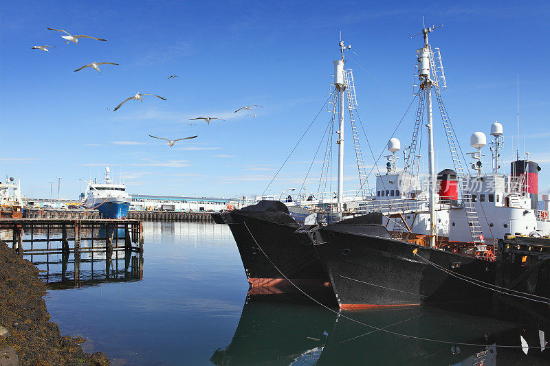 在Reykjavík港的渔船