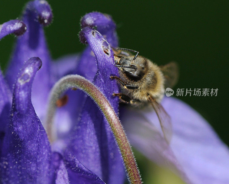 在哥伦拜恩吃蜜蜂