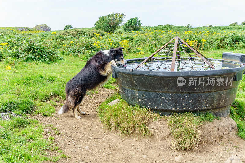 博德牧羊犬用牛饮水器饮水