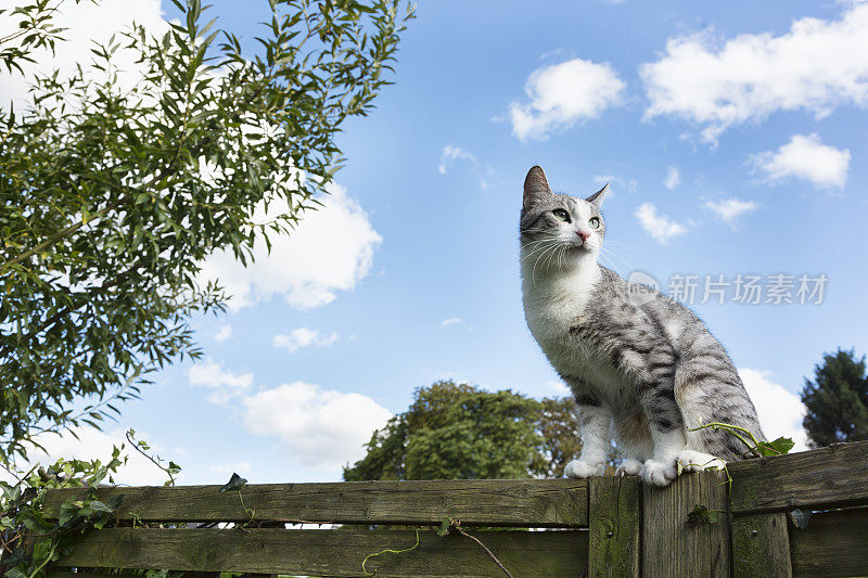 虎斑猫坐在木栅栏上