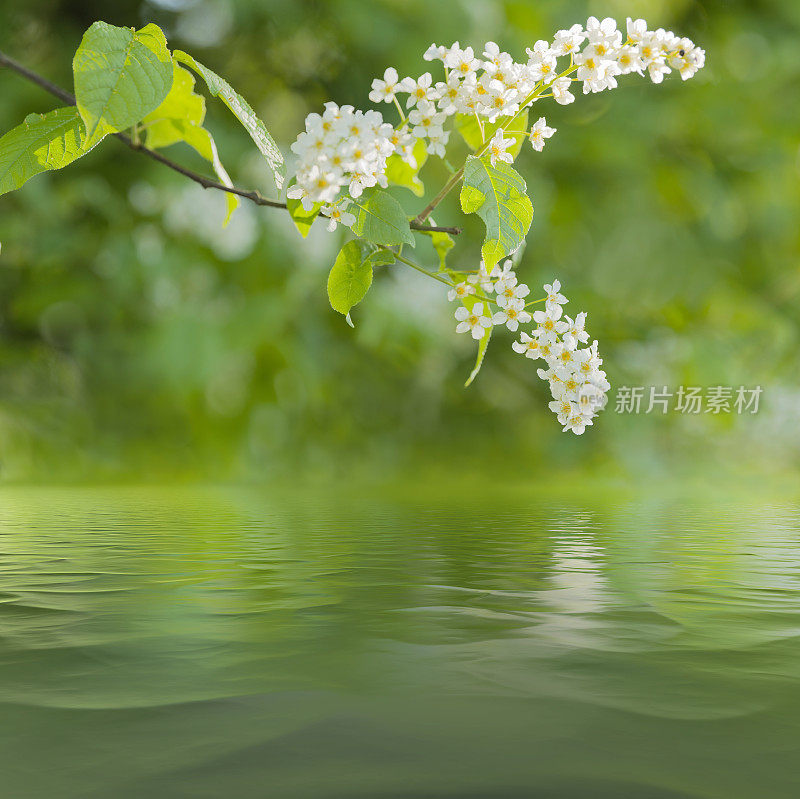 春天的水面上映照着樱花的花朵