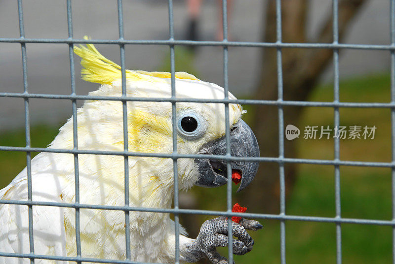 铁丝网后面的高芬凤头鹦鹉