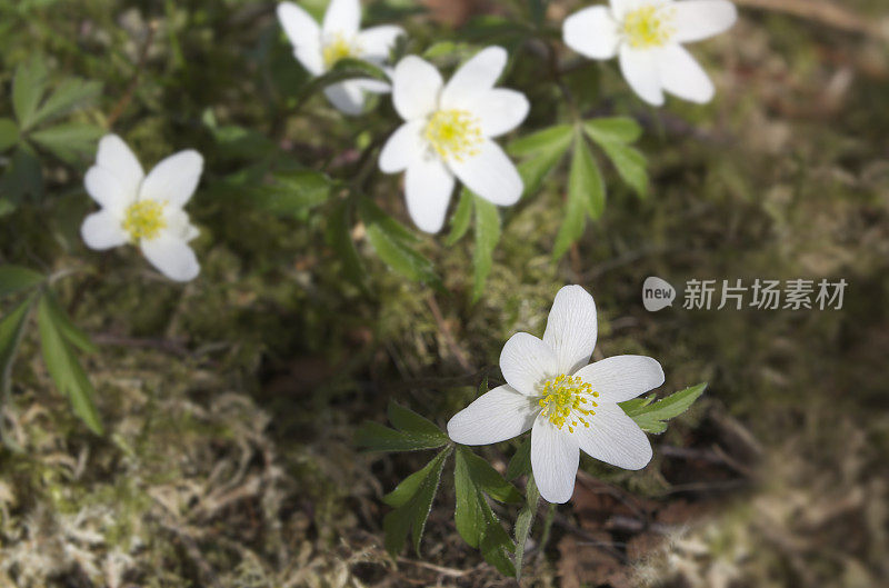 春天青苔间的海葵