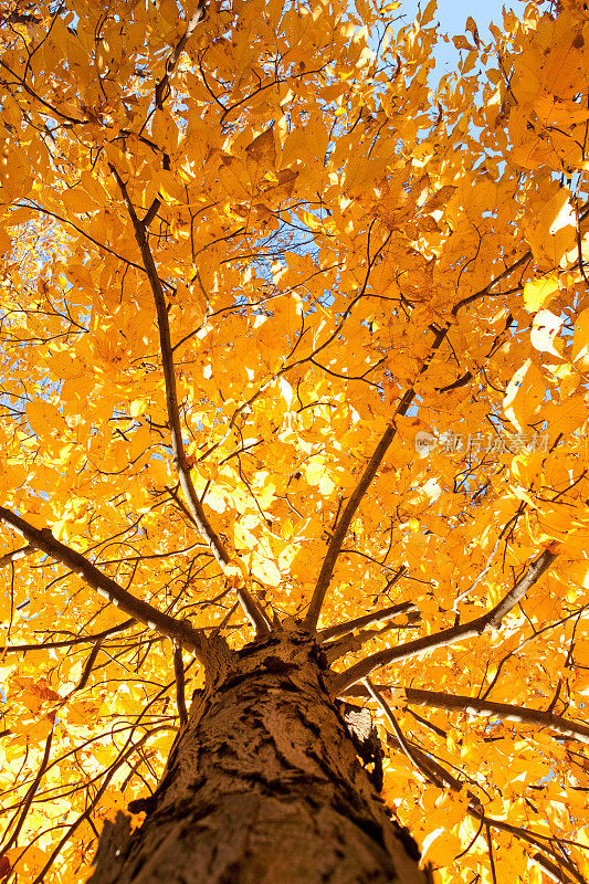 在一棵美丽的秋天树下