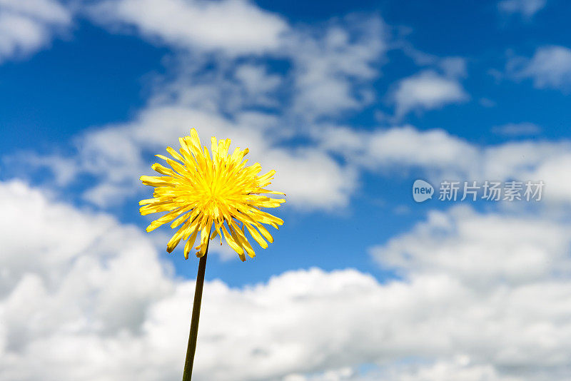 野花蒲公英盛开在春天与天空的背景微景