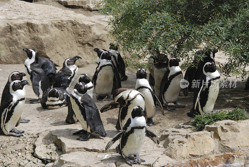 企鹅，海洋生物，动物园