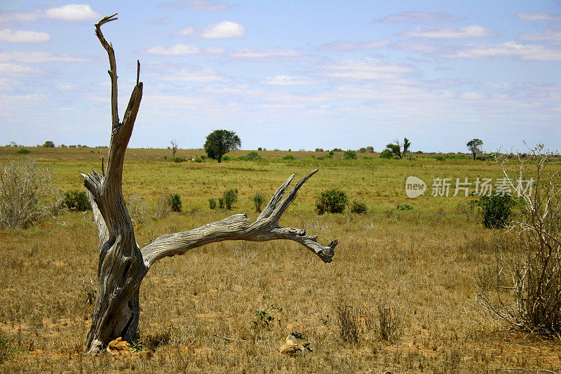 非洲草原，枯树