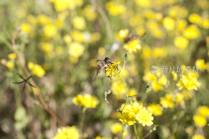 蜜蜂和黄花