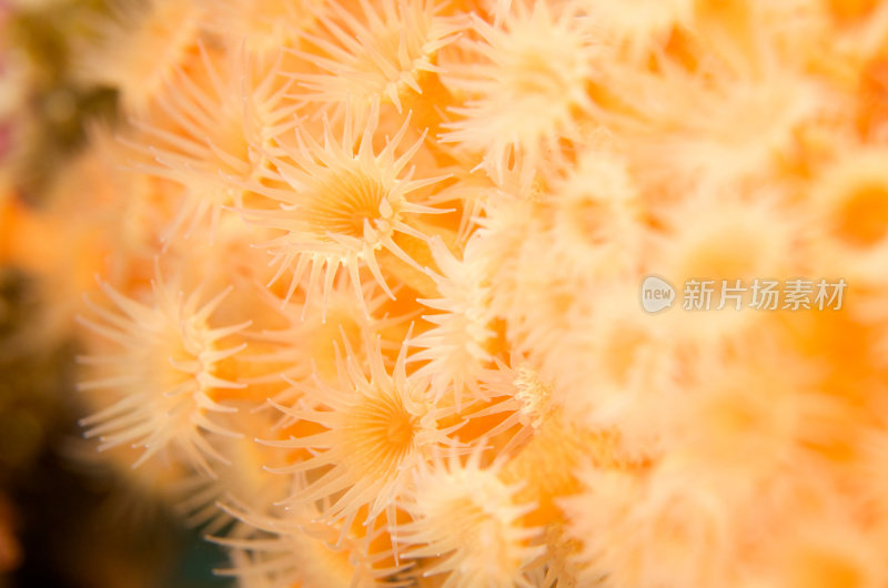 黄色Zoanthids