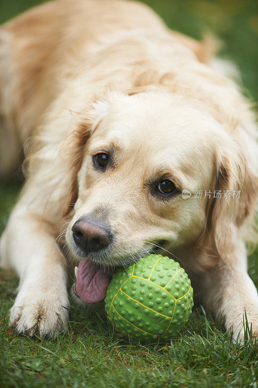 金毛猎犬在花园里嚼球