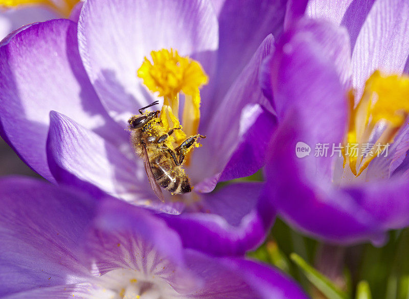 春季番红花上的蜜蜂