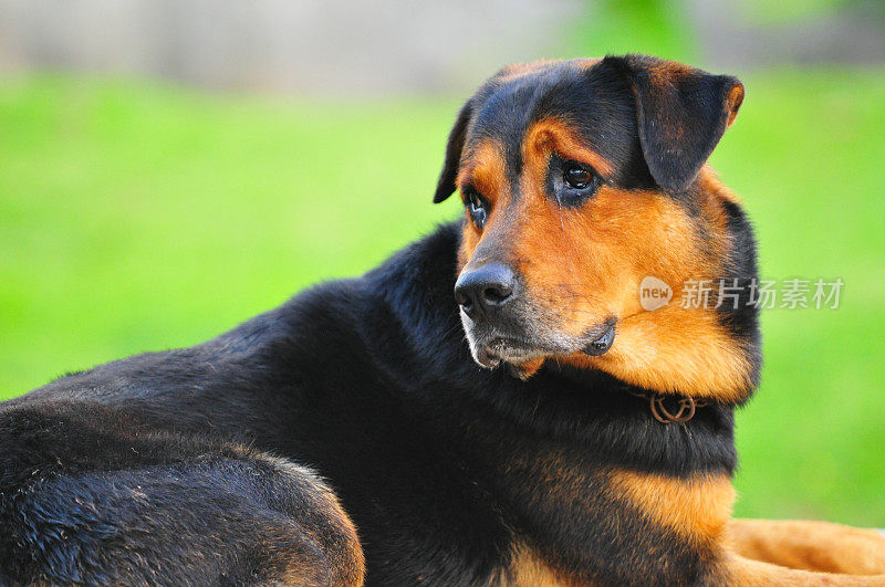 绿草上的罗威纳犬。户外拍摄