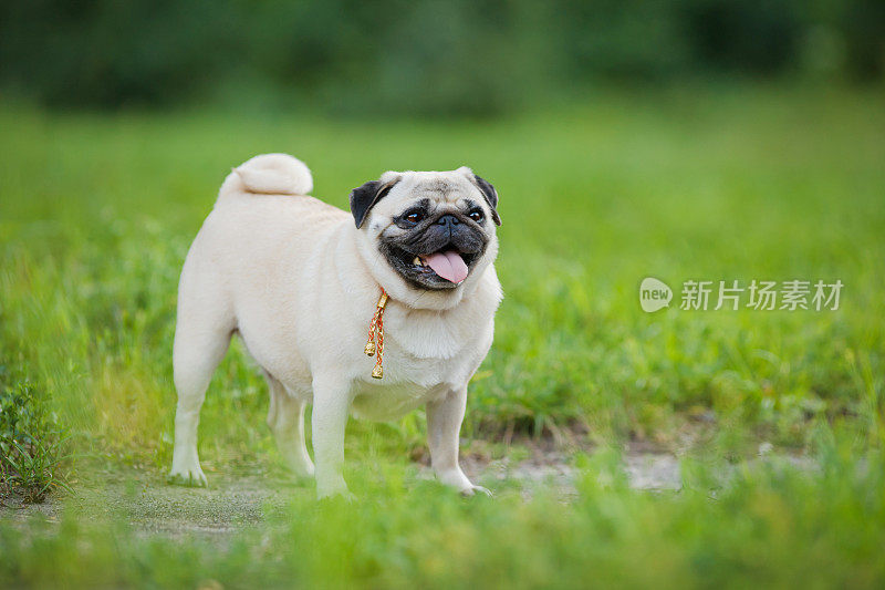 有趣的哈巴狗在夏日公园的草地上散步