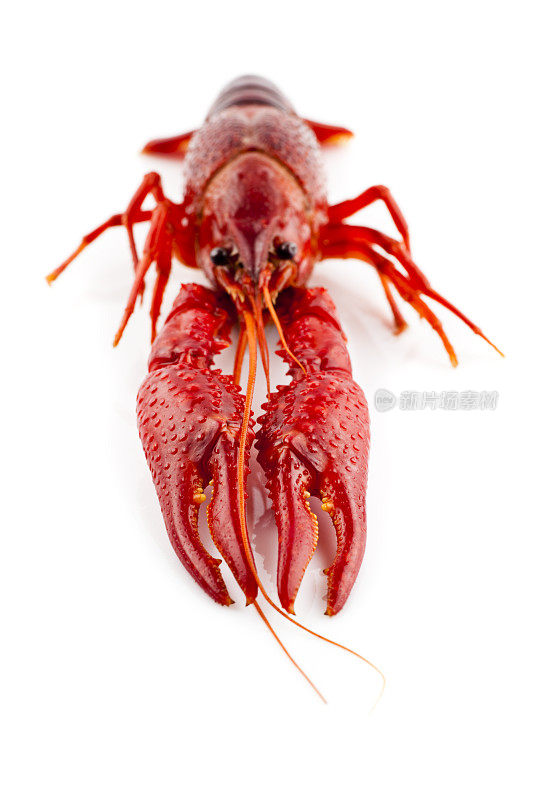 红色小龙虾孤立在白色上