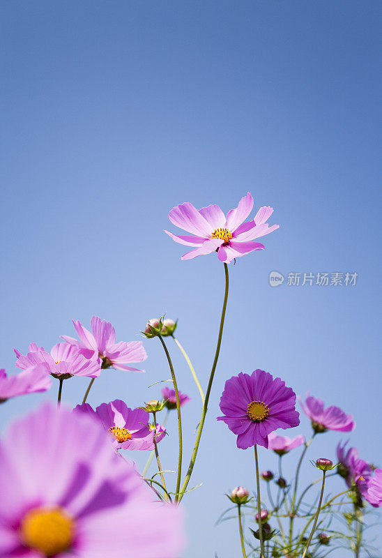 粉红色的宇宙花