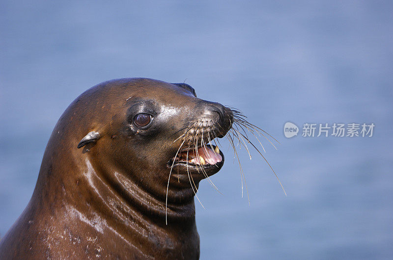 野生加利福尼亚海狮的特写镜头