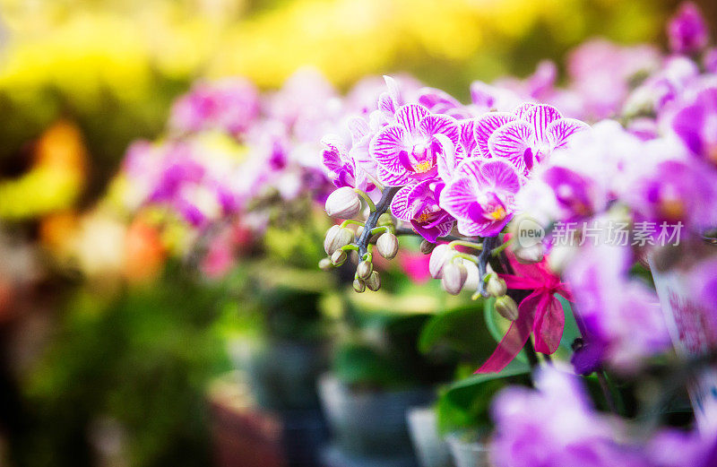 街头花卉市场的紫兰花