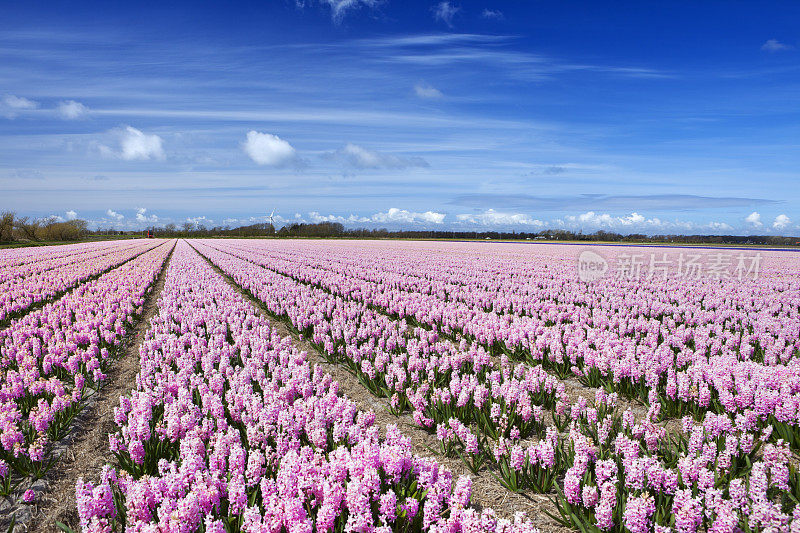 在荷兰一个晴朗的日子里，田野里有风信子