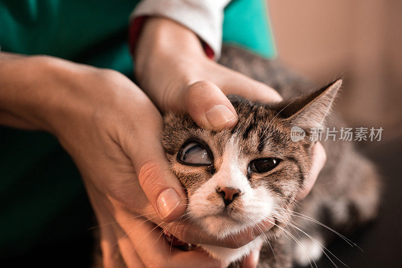 一个兽医检查猫的眼睛的特写。