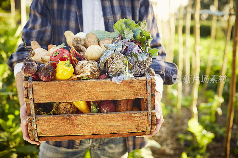 在有机农场里，一个人用板条箱搬运蔬菜
