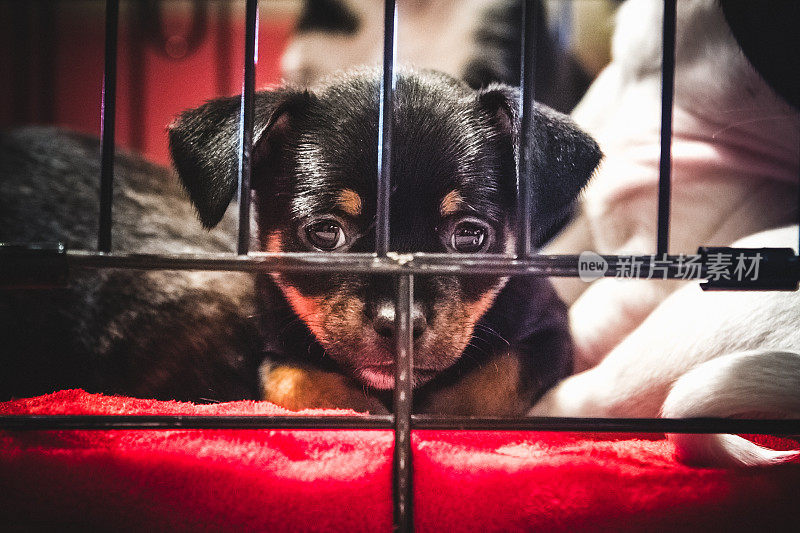 小狗在狗笼里向外看