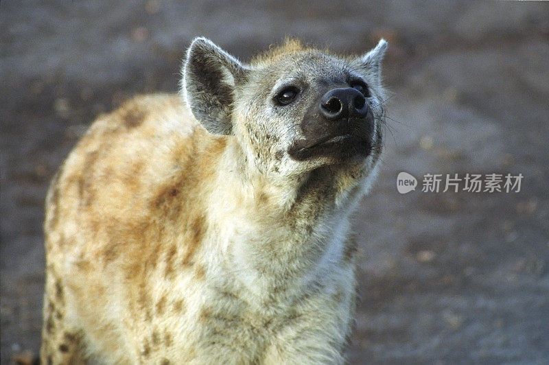 鬣狗特写