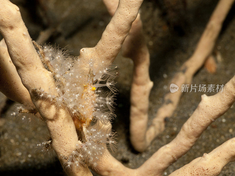 海绵上的装饰蟹