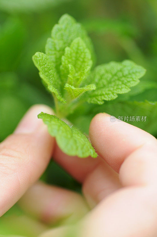 选择新鲜的薄荷