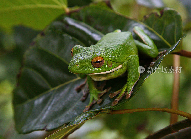 可爱的绿色树蛙