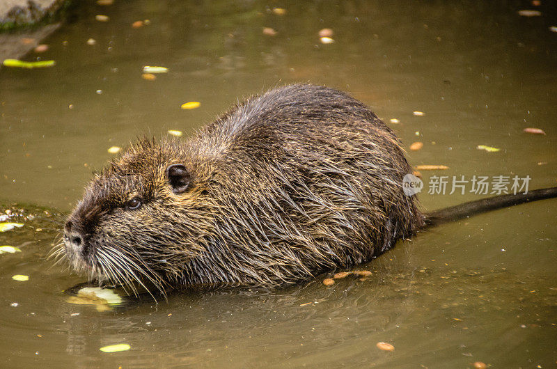 水獭(Coypus)