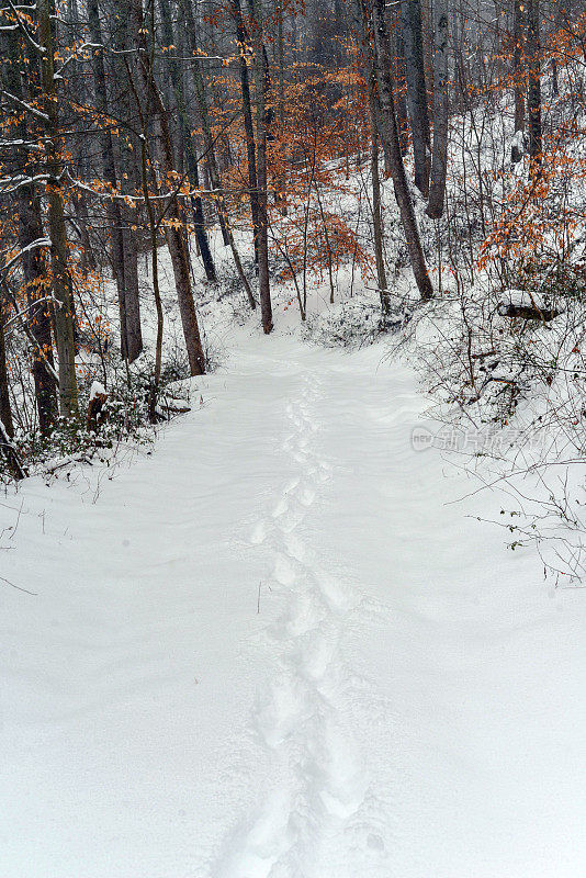 森林里雪地上的脚印