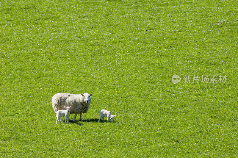 母羊和羊羔在草地上
