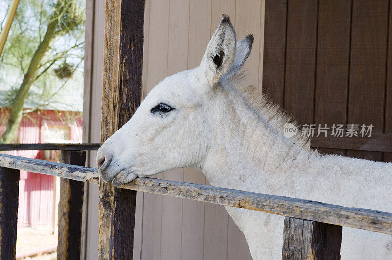 白毛驴，头部轮廓;美国阿兹Oatman