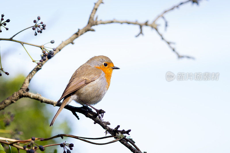 红罗宾(红心rubecula)