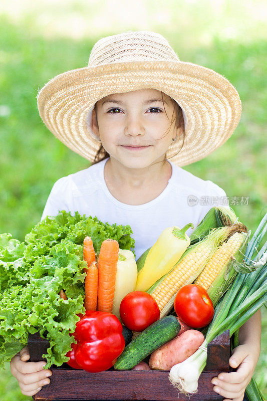 新鲜蔬菜的夏季收获