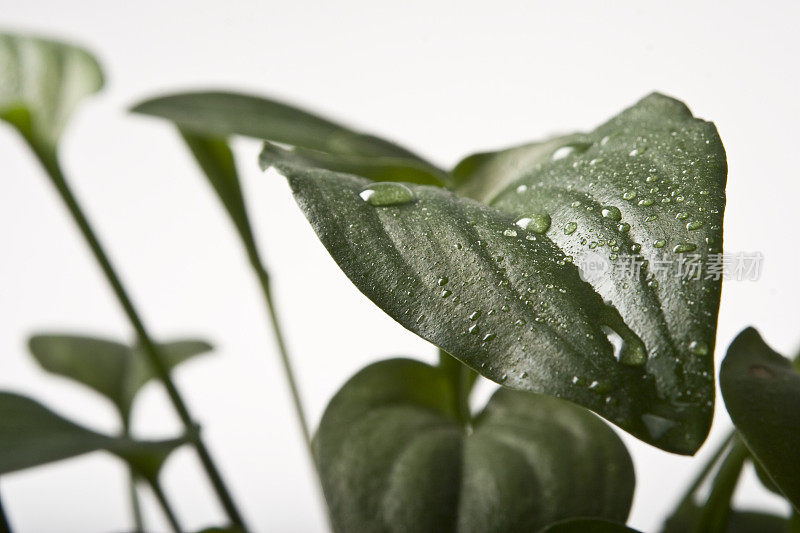 绿叶带着雨滴