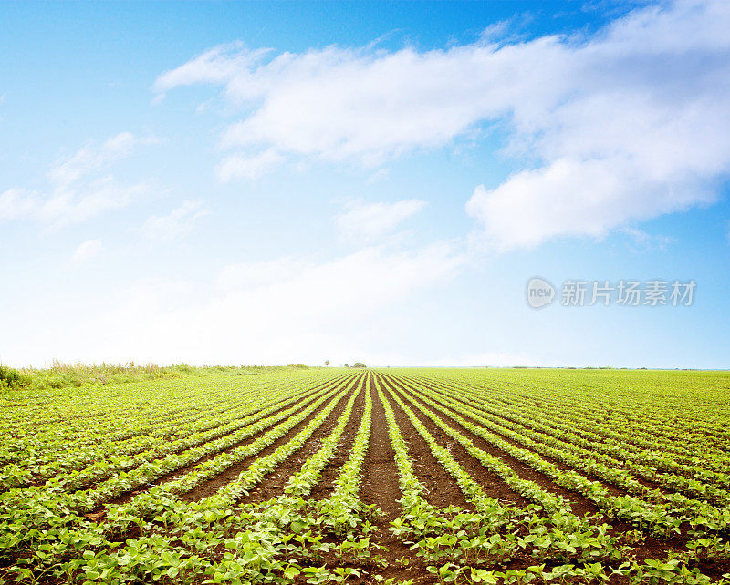 初夏大豆田。