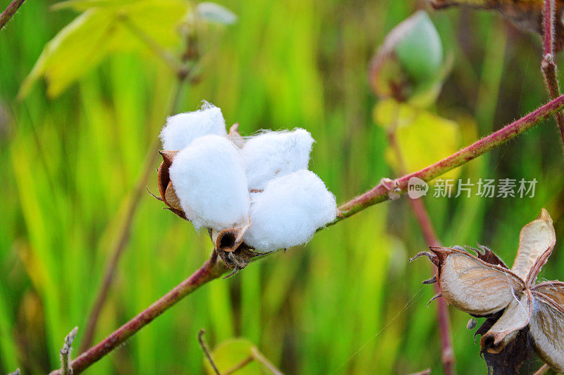 棉花地里