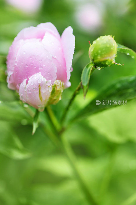 牡丹花朵特写